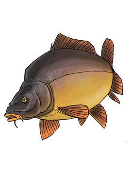 Наклейка Карп цветная контурная