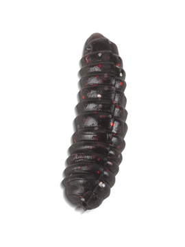 Силиконовые приманки IRON TROUT T-MAGG / 2.0cm / Anise / BL - 25шт.