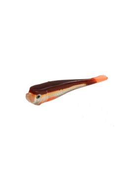 Виброхвост ROZEMEIJER Urban Sense Micro Tail / 4cm - Bloody Minnow / 5шт.