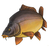 Наклейка Карп цветная контурная Carptoday для карпфишинга — CARPshop