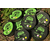 Набор для зиг-риг Korda Ready Zigs Barbless, Длина: 12 ft (3,66 м), Размер крючка: № 10 Набор для зиг-риг Korda Ready Zigs Barbless, Длина: 12 ft (3,66 м), Размер крючка: № 10