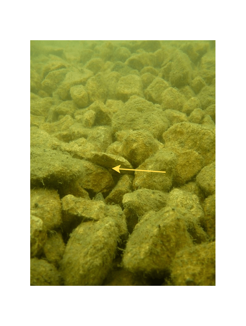 Флюрокарбон FOX Illusion Soft Trans Khaki 50м — фото 2 — CARPshop