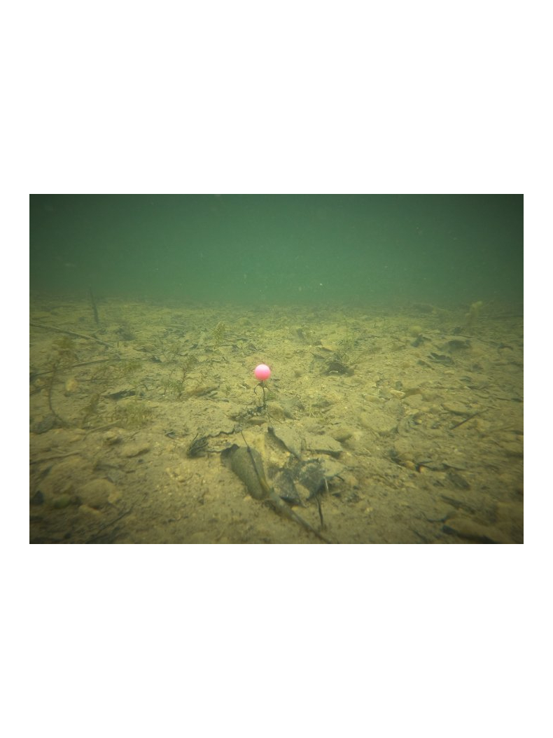 Плавающие искусственные бойлы ESP Buoyant Boilies White/Pink, изображение 6