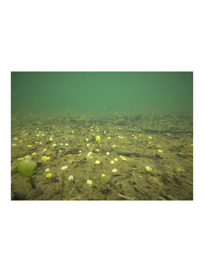 Плавающая искусственная кукуруза ESP Buoyant Double Corn Yellow, изображение 7