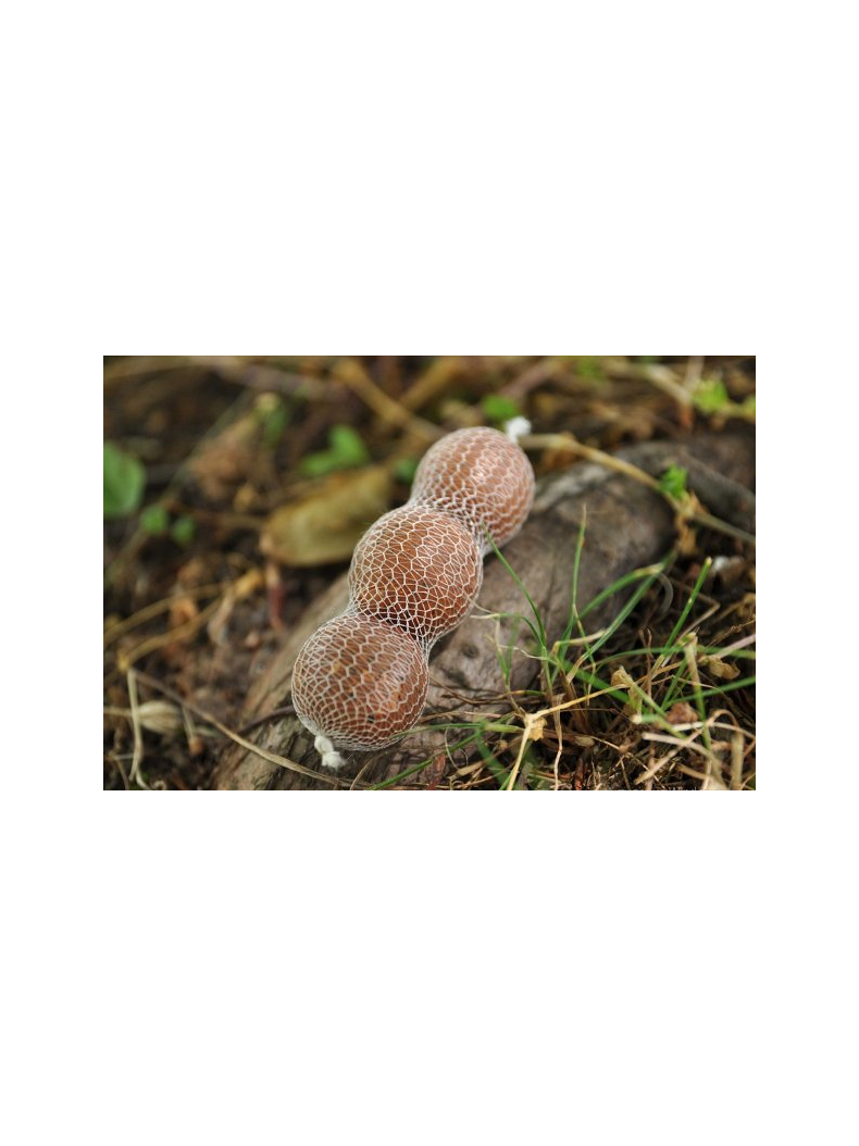 Сетка растворимая MIVARDI PVA Supramesh Refill, Диаметр: 28 мм, изображение 3 Сетка растворимая MIVARDI PVA Supramesh Refill, Диаметр: 28 мм, изображение 3