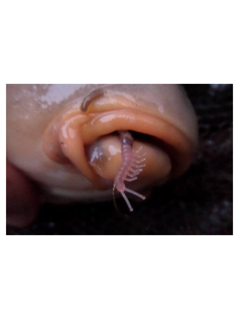 Трубка для крючка PB Products Shrimp Aligner - Pink / 8шт., изображение 3 Трубка для крючка PB Products Shrimp Aligner - Pink / 8шт., изображение 3