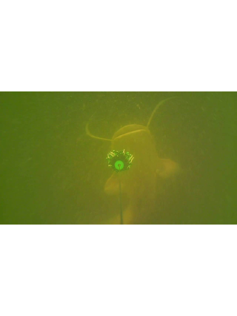 Блесна вертикальная MADCAT® CLONK TEASER THE ORIGINAL Treble Hook №3/0 - 150g - GREEN, изображение 7