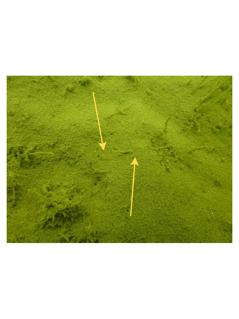 Флюрокарбон FOX Illusion Soft Trans Khaki 50м, Тест: 16.00 lb, изображение 3 Флюрокарбон FOX Illusion Soft Trans Khaki 50м, Тест: 16.00 lb, изображение 3