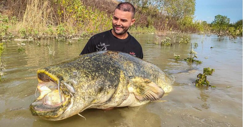Удилища на сома UNI CAT SUPERIOR DOUBLE SPLASH 2+1 - 2.30-3.00m / 250-500g — фото 2 — CARPshop