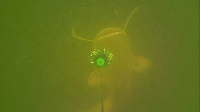 Блесна вертикальная MADCAT® CLONK TEASER THE ORIGINAL Treble Hook №2/0 - 100g -  — фото 7 — CARPshop