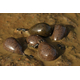 Грузила Korda Pear Swivel, Вес грузила: 4.0oz (113g), изображение 3 Грузила Korda Pear Swivel, Вес грузила: 4.0oz (113g), изображение 3