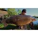 Тонущие бойлы Dynamite Baits Hot Fish & GLM (острая рыба и зеленогубая мидия) 1kg, Диаметр: 15 мм, изображение 6 Тонущие бойлы Dynamite Baits Hot Fish & GLM (острая рыба и зеленогубая мидия) 1kg, Диаметр: 15 мм, изображение 6