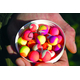 Плавающие бойлы Dynamite Baits Two Tone Fluro Strawberry & Сoconut Cream Pop-Ups (клубника и кокосовое молоко), Диаметр: 15 мм, изображение 2 Плавающие бойлы Dynamite Baits Two Tone Fluro Strawberry & Сoconut Cream Pop-Ups (клубника и кокосовое молоко), Диаметр: 15 мм, изображение 2