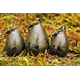 Грузила Korda Pear Swivel, Вес грузила: 4.0oz (113g), изображение 4 Грузила Korda Pear Swivel, Вес грузила: 4.0oz (113g), изображение 4