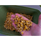 Кукуруза натуральная варёная Carptoday Baits 1кг, Тип зерновых: Кукуруза, изображение 2