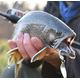 Силиконовые приманки IRON TROUT DUCK SPIKE / Black Fury - 8шт., изображение 4 Силиконовые приманки IRON TROUT DUCK SPIKE / Black Fury - 8шт., изображение 4