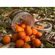 Бойлы насадочные Carptoday Baits Plum (Слива), Диаметр: 20 мм, Вкус: Слива, изображение 5